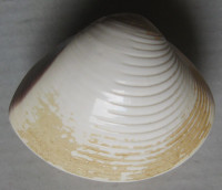 Meretrix lyrata (Sowerby, 1851)  Veneridae